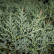 Juniperus virginiana ‘Grey Owl‘ - 25-30