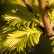Metasequoia glyptostroboides Goldrush - 60-80