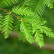 Metasequoia glyptostroboides - 100-125