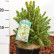 Picea abies ‘Tompa’ - 20-25