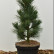 Pinus cembra ‘Compacta Glauca’ - 30-40
