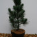 Pinus cembra ‘Compacta Glauca’ - 50-60