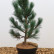 Pinus cembra ‘Compacta Glauca’ - 40-50