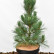 Pinus cembra ‘Compacta Glauca’ - 60-70