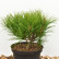 Pinus densiflora ‘Alice Verkade’ - 25-30