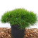 Pinus densiflora ‘Low Glow’ - 30-40