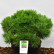 Pinus densiflora ‘Low Glow’ - 35-40