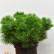 Pinus densiflora ‘Low Glow’ - 40-50