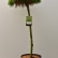 Pinus densiflora ‘Low Glow’ - 60 stam
