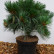 Pinus flexilis ‘Pygmaea’ - 40-50