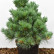 Pinus flexilis ‘Pygmaea’ - 40-50
