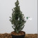 Picea glauca ‘Conica Blue’ - 30-40