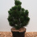 Pinus heldreichii ‘Green Giant’ - 50-60