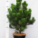 Pinus heldreichii ‘Green Giant’ - 60-70