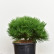 Pinus nigra ‘Marie Bregeon’ - 40-50