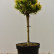 Pinus mugo ‘Carsten‘ - 50 stam