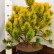 Pinus mugo ‘Golden Glow’ - 40-50