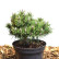 Pinus mugo ‘Humpy’ - 15-20/-