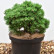Pinus mugo ‘Mops Midget‘ - 20-25