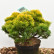 Pinus mugo ‘Ophir’ - 30-35
