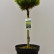 Pinus mugo ‘Ophir’ - 50 stam