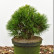 Pinus mugo ‘Varella’ - 25-30