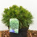 Pinus mugo ‘Varella’ - 30-40