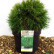 Pinus mugo ‘Varella‘ - 35-40