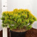 Pinus mugo ‘Winter Gold‘ - 35-40