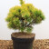 Pinus mugo ‘Wintersonne’ - 35-40