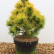 Pinus mugo ‘Wintersonne‘ - 40-50