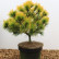 Pinus mugo ‘Zundert’ - 35-40