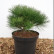 Pinus nigra ‘Benelux’ - 25-30