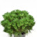 Pinus nigra ‘Benelux’ - 40-45