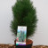Pinus nigra ‘Green Tower’ - 50-60