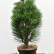 Pinus nigra ‘Green Tower’ - 60-70