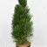 Pinus nigra ‘Green Tower’ - 70-80