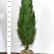Pinus nigra ‘Green Tower’ - 100-125