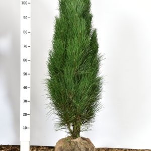 Pinus nigra ‘Green Tower’ - 100-125