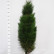 Pinus nigra ‘Green Tower’ - 125-150