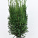 Pinus heldreichii ‘Malinki’ - 40-50