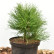 Pinus nigra ‘Hornibrookiana’ - 20-25