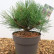 Pinus nigra ‘Nana’ - 20-25
