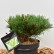 Pinus nigra ‘Nana’ - 25-30