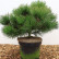 Pinus nigra ‘Nana’ - 30-40