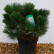 Pinus nigra ‘Nana’ - 40-50