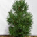 Pinus nigra nigra - 80-100
