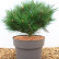 Pinus nigra ‘Pierrick Bregeon’ - 40-50