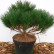 Pinus nigra ‘Probe’ - 40-50