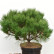Pinus nigra ‘Probe’ - 50-60